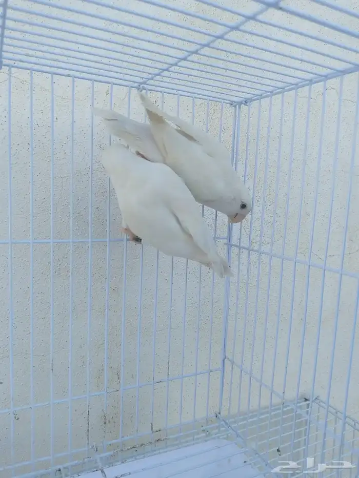 اناثي روز البينو صافيه سوبر جانبو 8