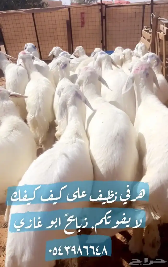 ذبائح ابو غازي. ضرما 1