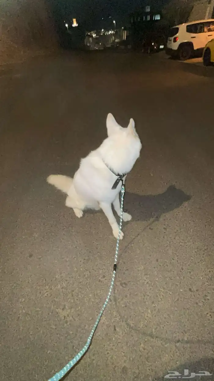 كلب وايت جيرمان 2