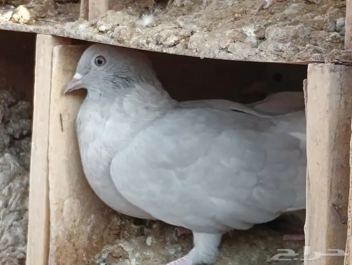 حمام باكستاني 4