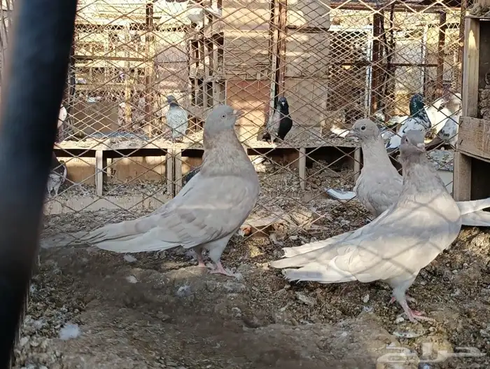 حمام باكستاني 5