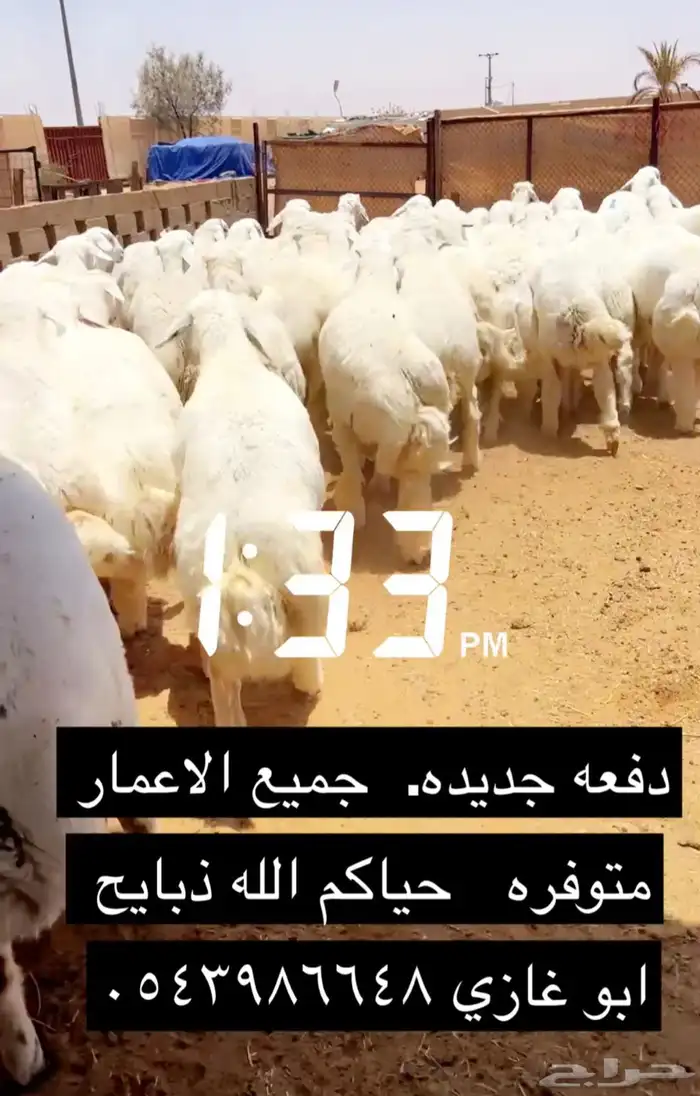 ذبائح ابو غازي. ضرما 10