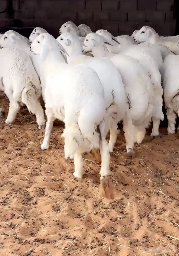ذبائح ابو غازي. ضرما 11