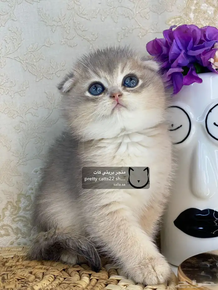 كيتن سكوتش فولد بيور مسجل تربل فولد كيتنز قطه قطو قطط قطوه 12