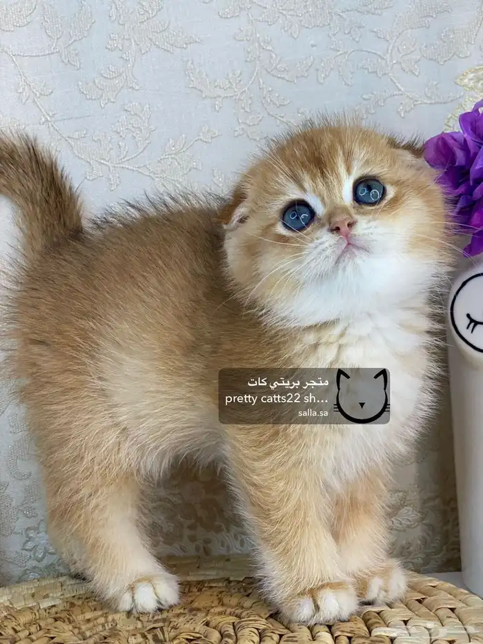 كيتن سكوتش فولد بيور مسجل تربل فولد كيتنز قطه قطو قطط قطوه 9