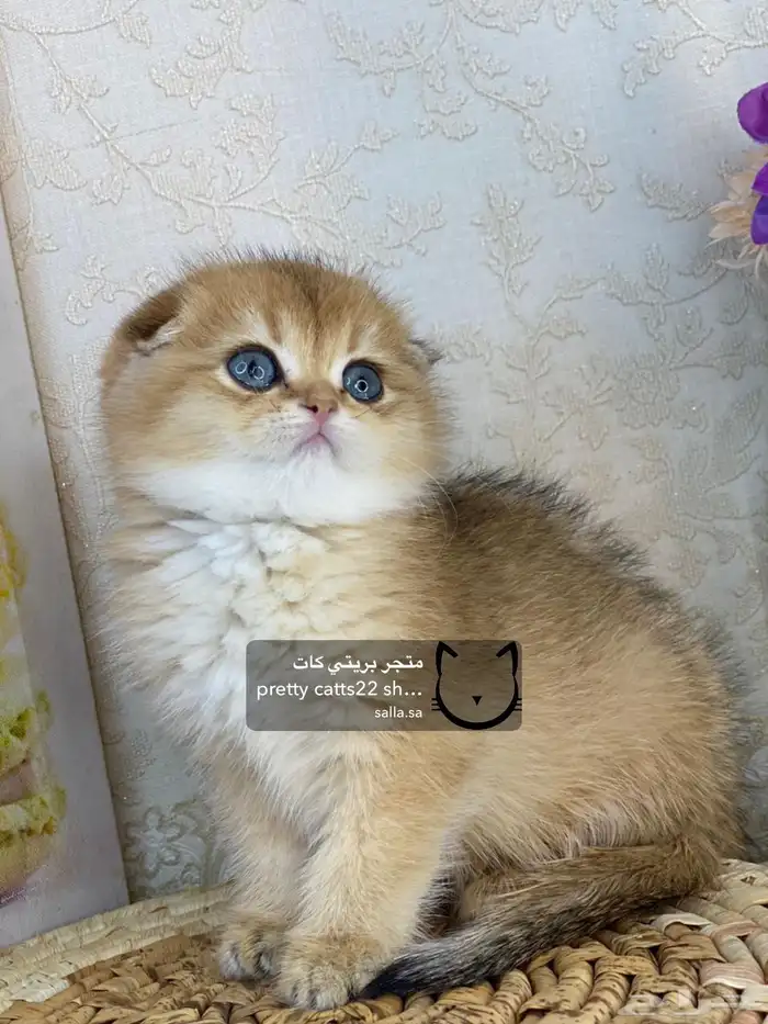 كيتن سكوتش فولد بيور مسجل تربل فولد كيتنز قطه قطو قطط قطوه 14