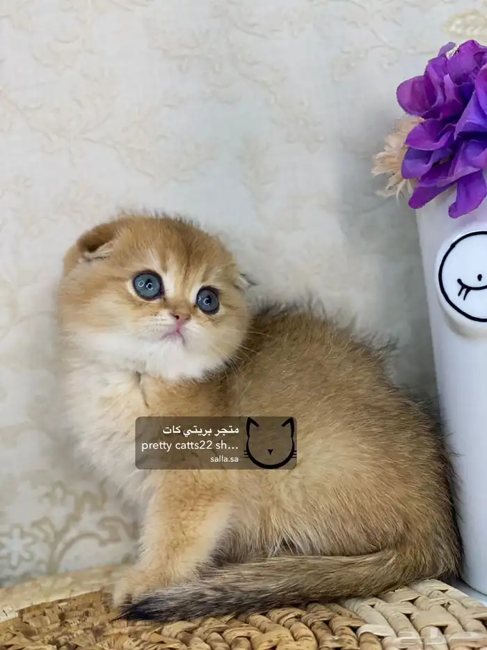 كيتن سكوتش فولد بيور مسجل تربل فولد كيتنز قطه قطو قطط قطوه 15