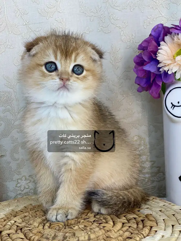 كيتن سكوتش فولد بيور مسجل تربل فولد كيتنز قطه قطو قطط قطوه 1