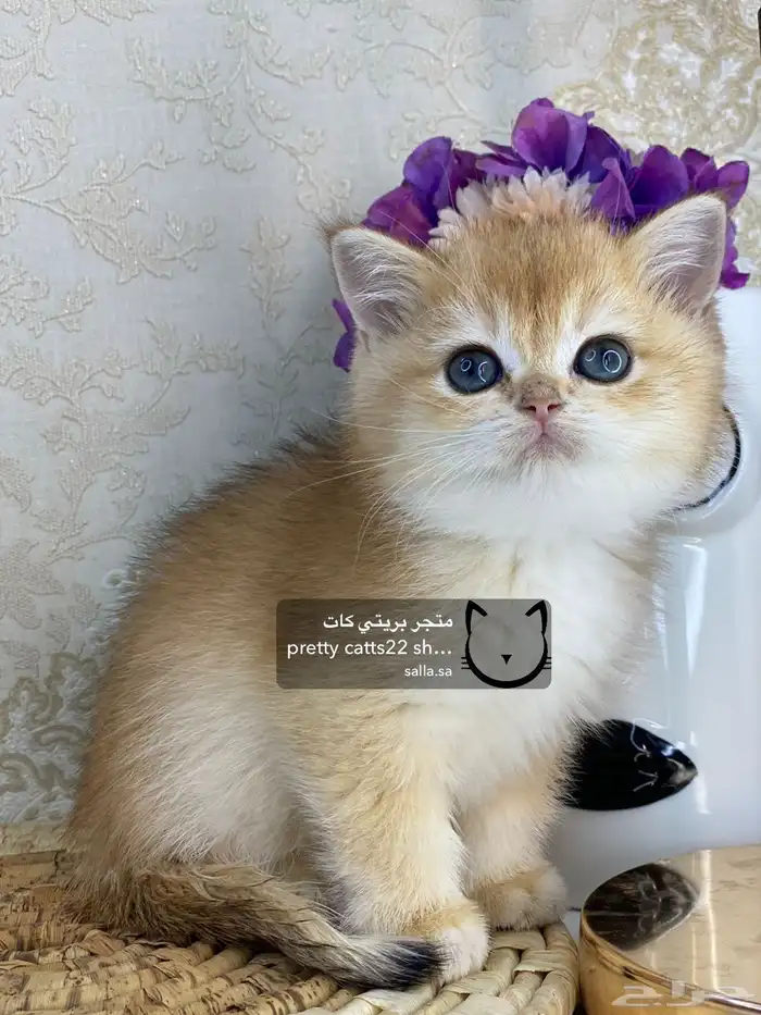 كيتن سكوتش فولد بيور مسجل تربل فولد كيتنز قطه قطو قطط قطوه 3