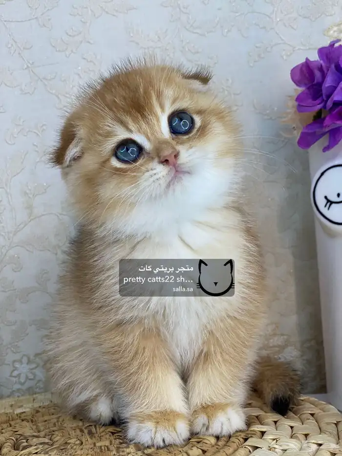 كيتن سكوتش فولد بيور مسجل تربل فولد كيتنز قطه قطو قطط قطوه 8