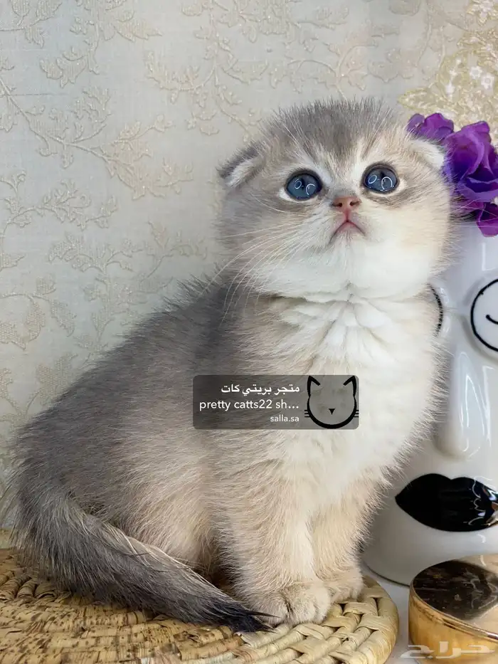 كيتن سكوتش فولد بيور مسجل تربل فولد كيتنز قطه قطو قطط قطوه 10