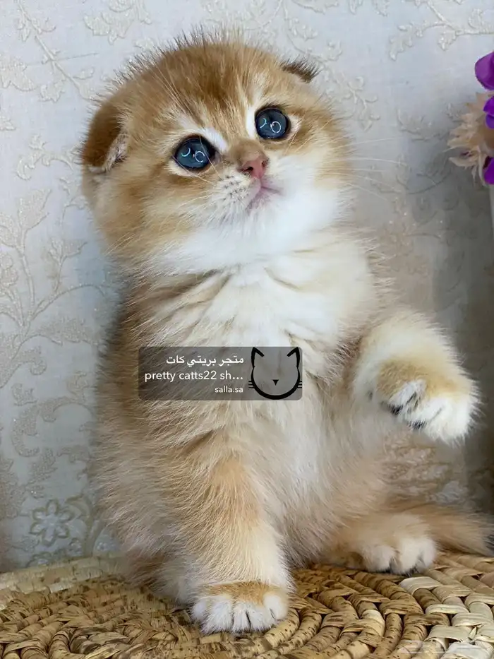 كيتن سكوتش فولد بيور مسجل تربل فولد كيتنز قطه قطو قطط قطوه 7