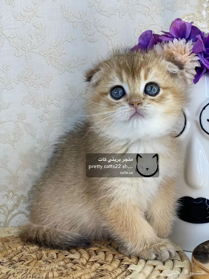 كيتن سكوتش فولد بيور مسجل تربل فولد كيتنز قطه قطو قطط قطوه 0