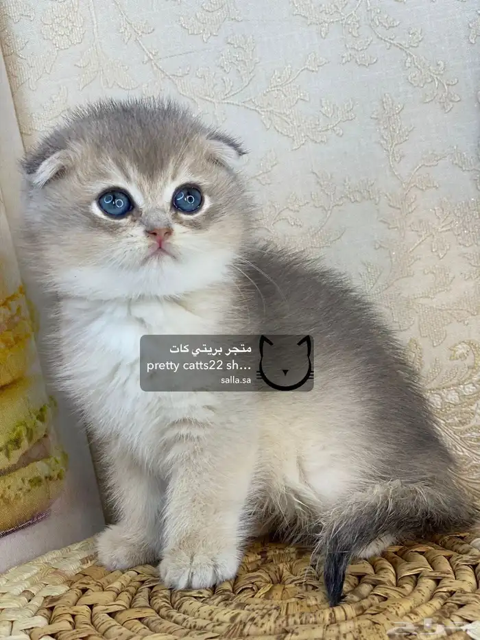 كيتن سكوتش فولد بيور مسجل تربل فولد كيتنز قطه قطو قطط قطوه 11