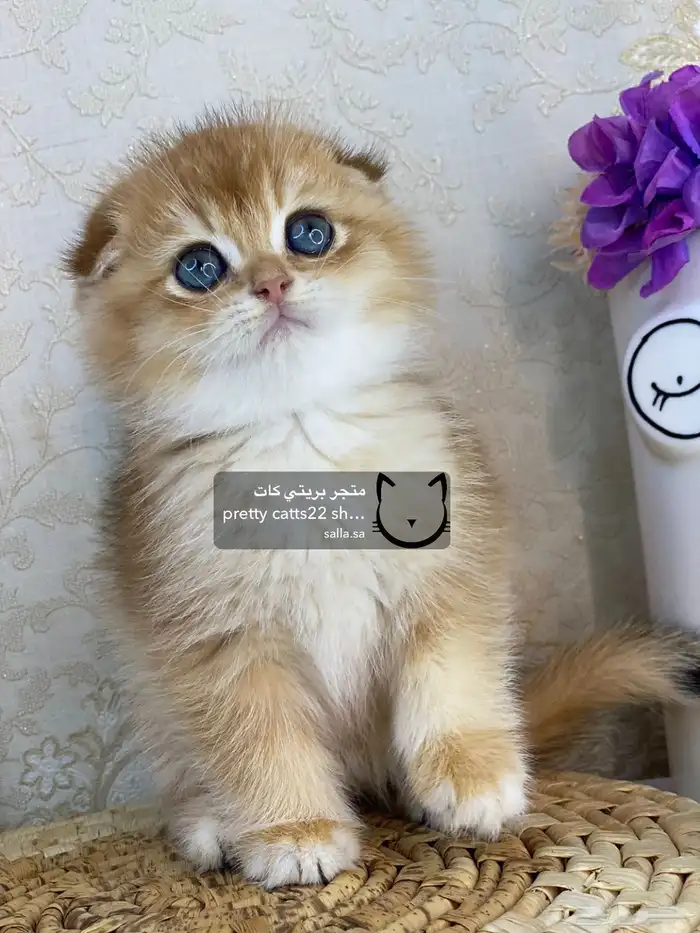 كيتن سكوتش فولد بيور مسجل تربل فولد كيتنز قطه قطو قطط قطوه 6