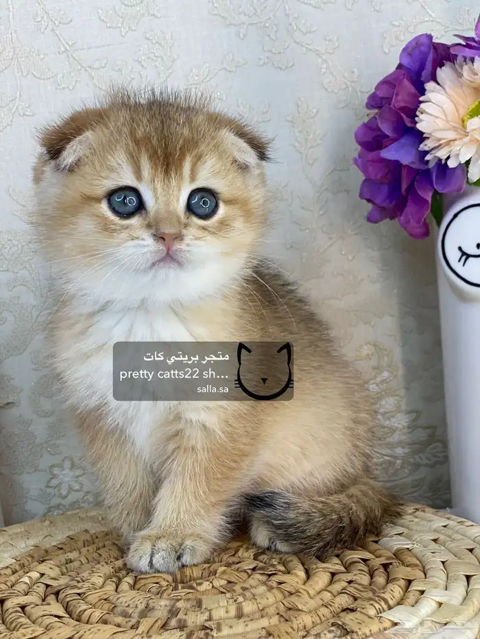 كيتن سكوتش فولد بيور مسجل تربل فولد كيتنز قطه قطو قطط قطوه 2