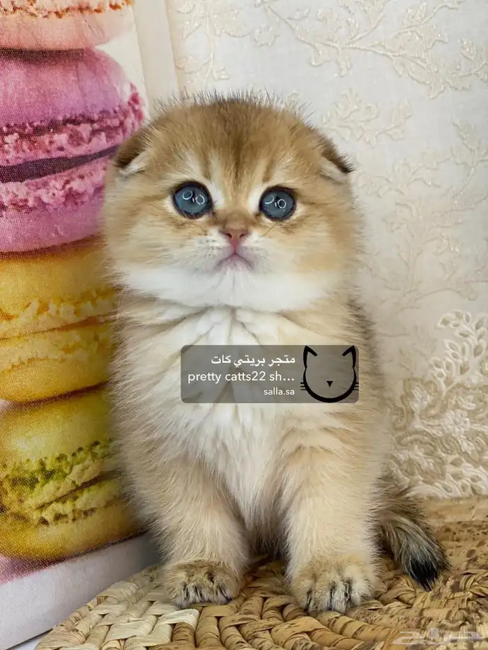 كيتن سكوتش فولد بيور مسجل تربل فولد كيتنز قطه قطو قطط قطوه 13