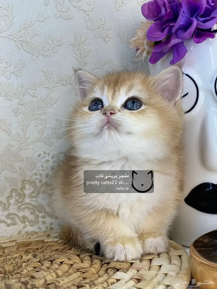 كيتن سكوتش فولد بيور مسجل تربل فولد كيتنز قطه قطو قطط قطوه 5