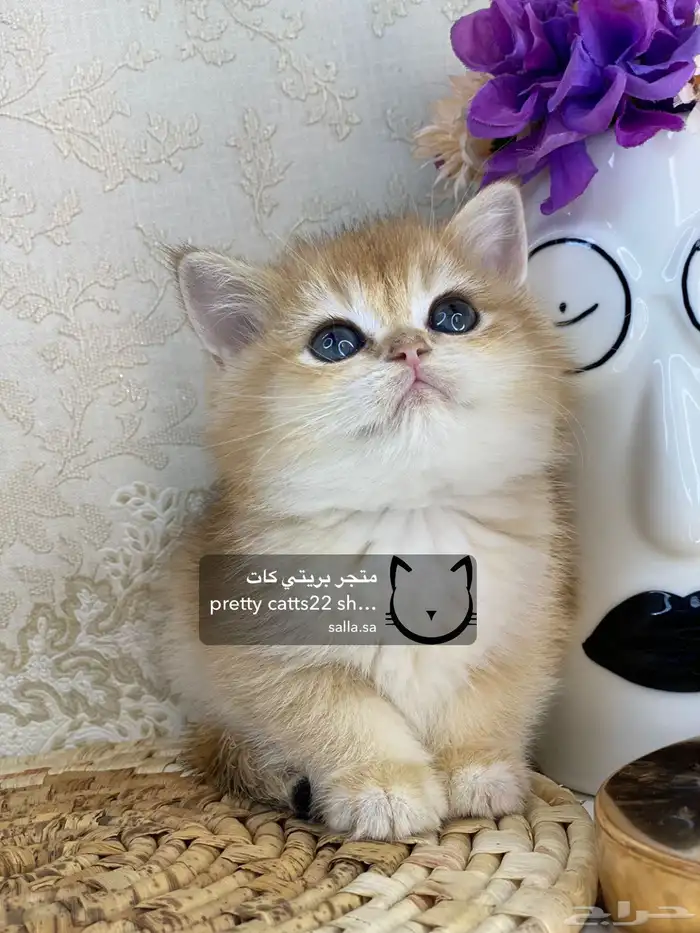 كيتن سكوتش فولد بيور مسجل تربل فولد كيتنز قطه قطو قطط قطوه 4