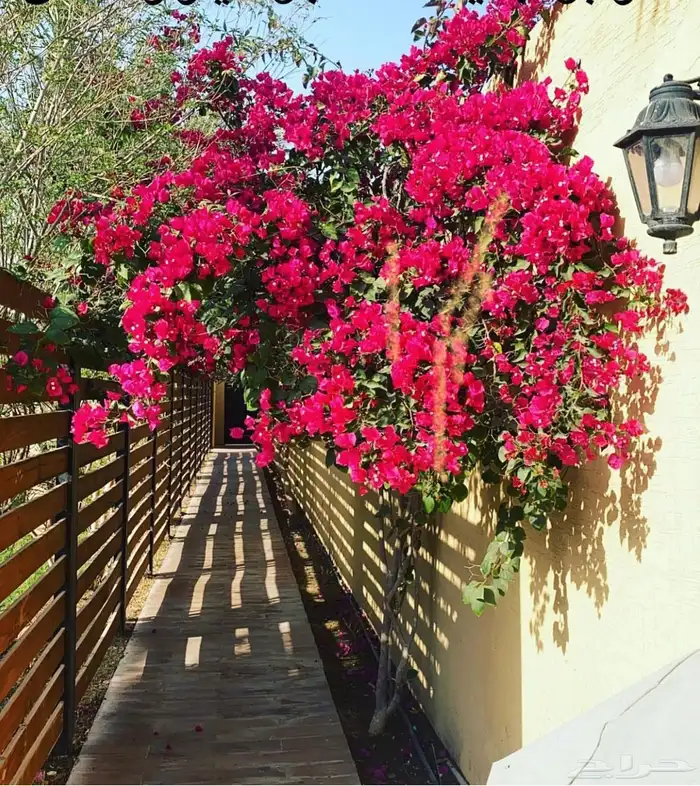 Flamingo Hills Resort Al Ammariah for daily rent 8