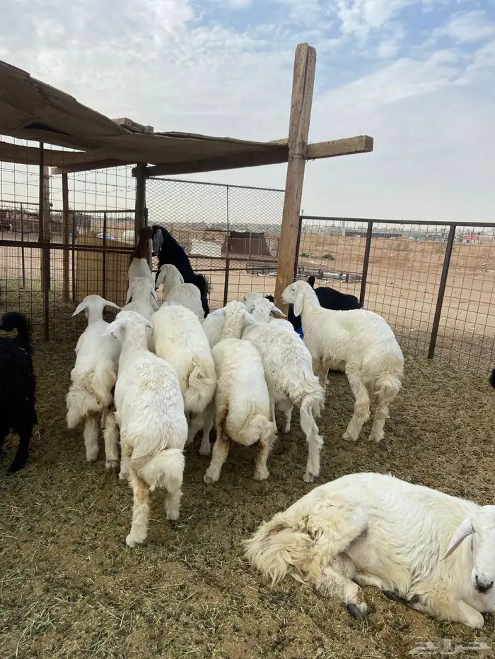 تيوس مخاصي وجفار وحري 2