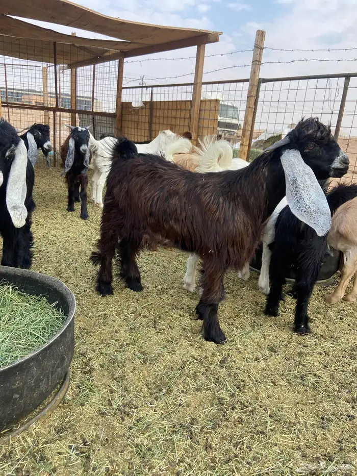 تيوس مخاصي وجفار وحري 7