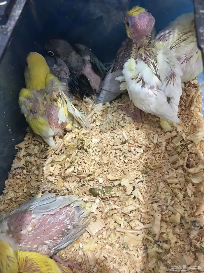 للبيع فروخ كروان و روز و فشر 2