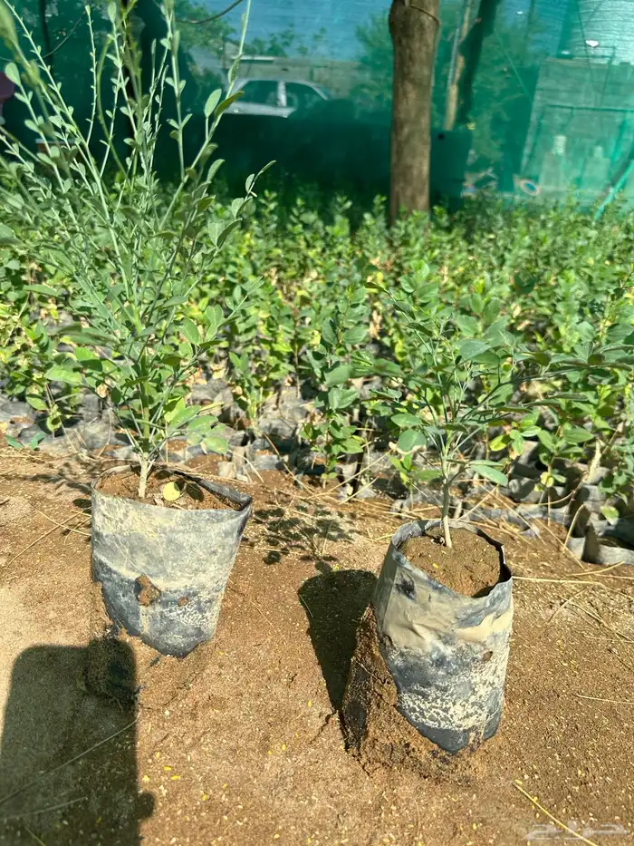 مورنقا البان العربي ( اليسر ) جمله ب3 ريال فقط 1