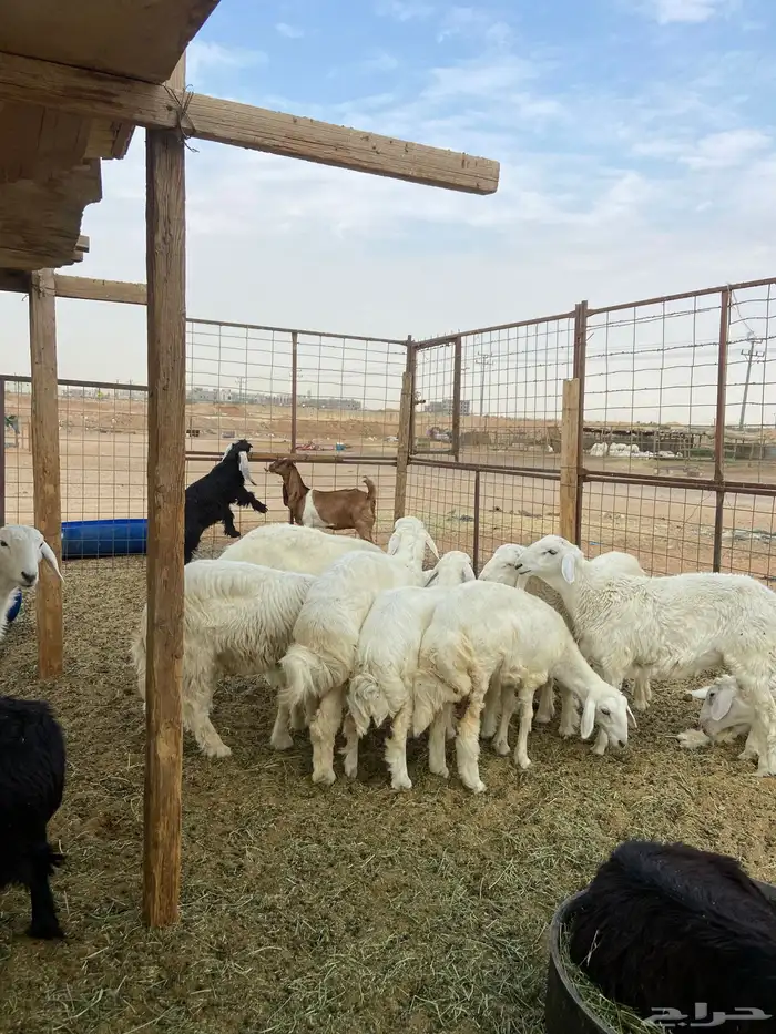 تيوس مخاصي وجفار وحري 0