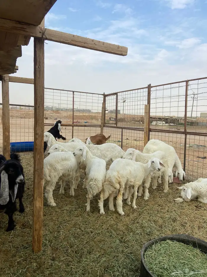 تيوس مخاصي وجفار وحري 1