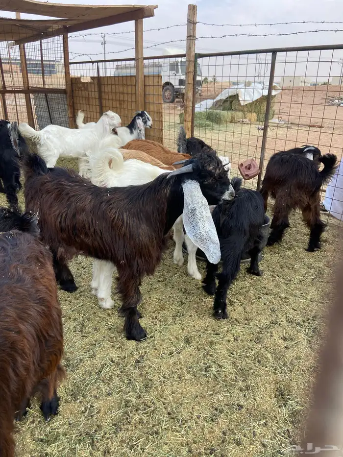 تيوس مخاصي وجفار وحري 8