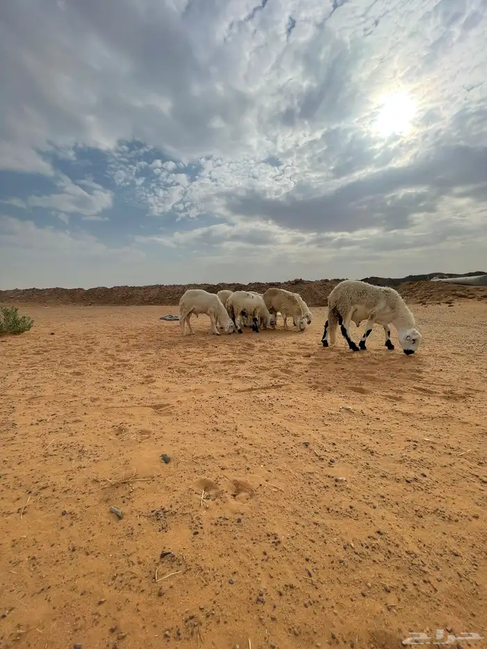 خرفان سواكن مرابي فااخرة 0