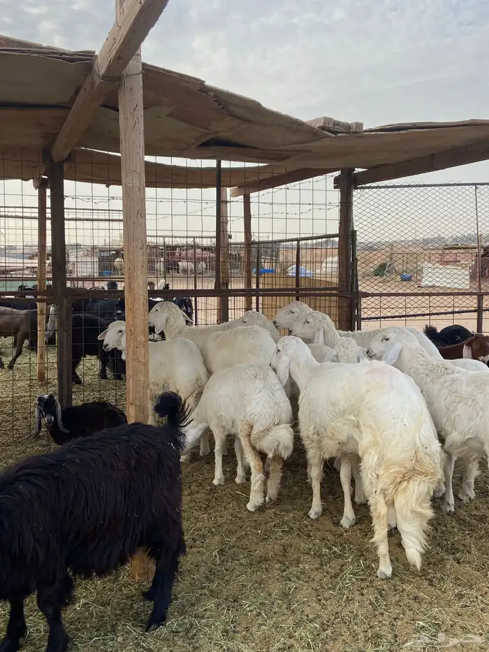 تيوس مخاصي وجفار وحري 4