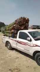 نخل. طالع الجنوب مثمر بجميع انواعه خلاص برحي سكري روثان 0