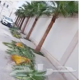 توريد النخيل وتركيب الشبوك 0