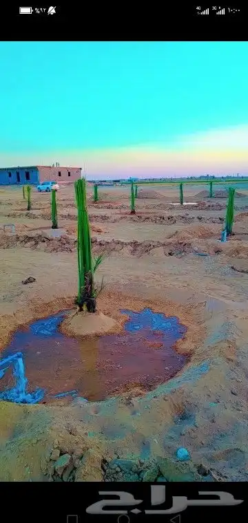 نخل. طالع الجنوب مثمر بجميع انواعه خلاص برحي سكري روثان 1
