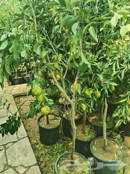 تيل طبيعي وصناعي 9
