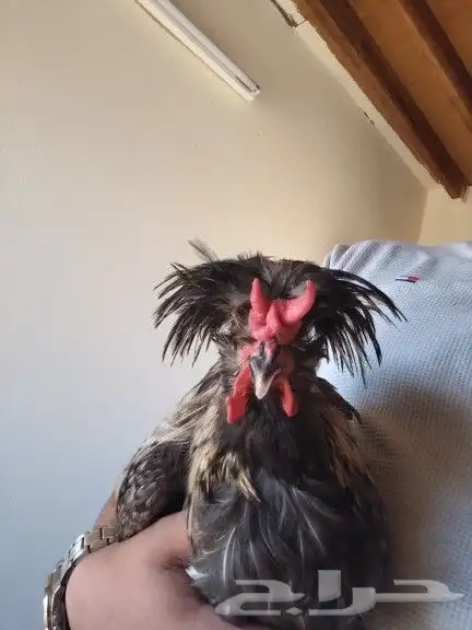 مجموعه ديوك 4 حبات 4