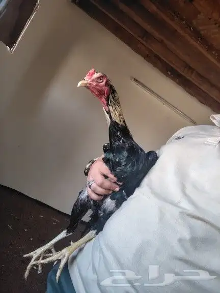 مجموعه ديوك 4 حبات 5