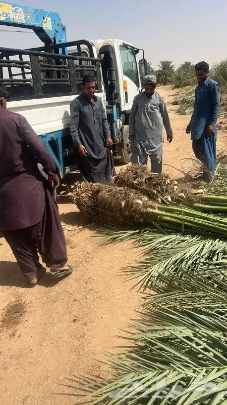 نخل وجثايث القصيم اسعرنامعقوله انخل شراط خلي من المراض 0
