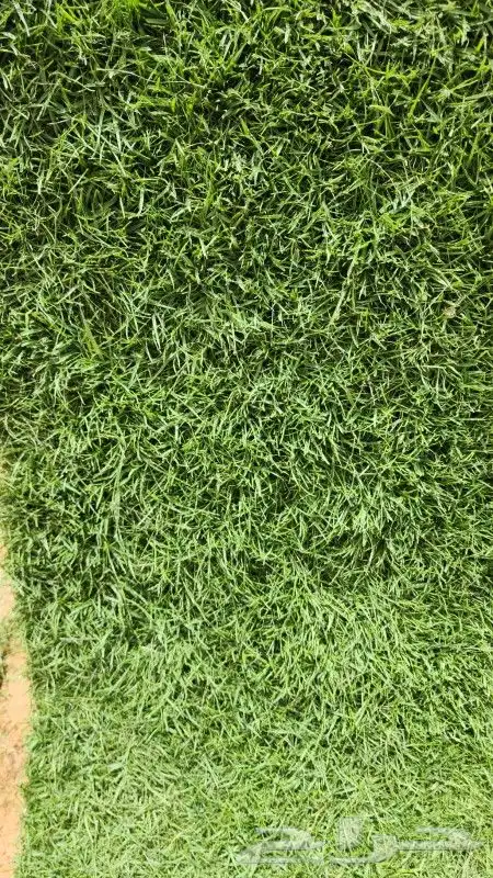 ثيل نجيل c2000 فرنسي ياباني 8