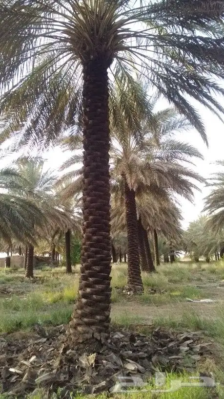 تكريب نخيل 1