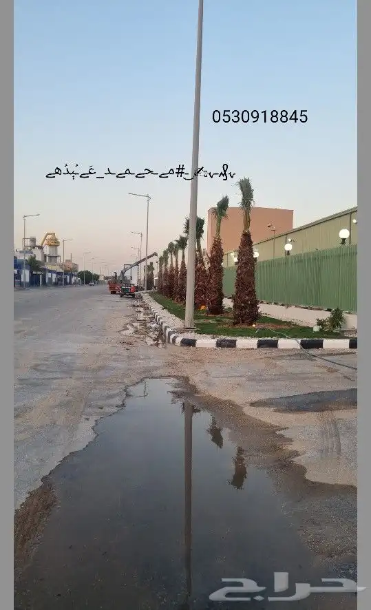 يوجد نخل واشنطني 3 و4 متر مكرب تكريب جاهز 0