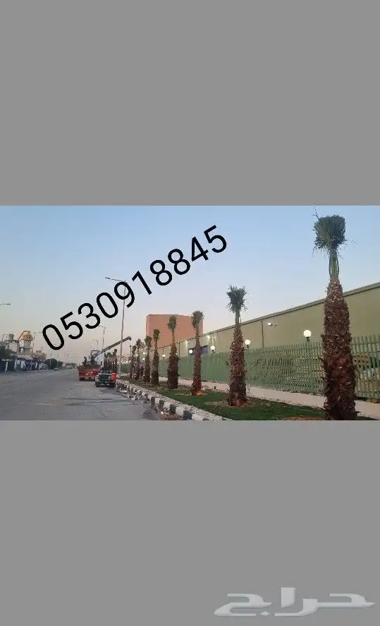 يوجد نخل واشنطني 3 و4 متر مكرب تكريب جاهز 1