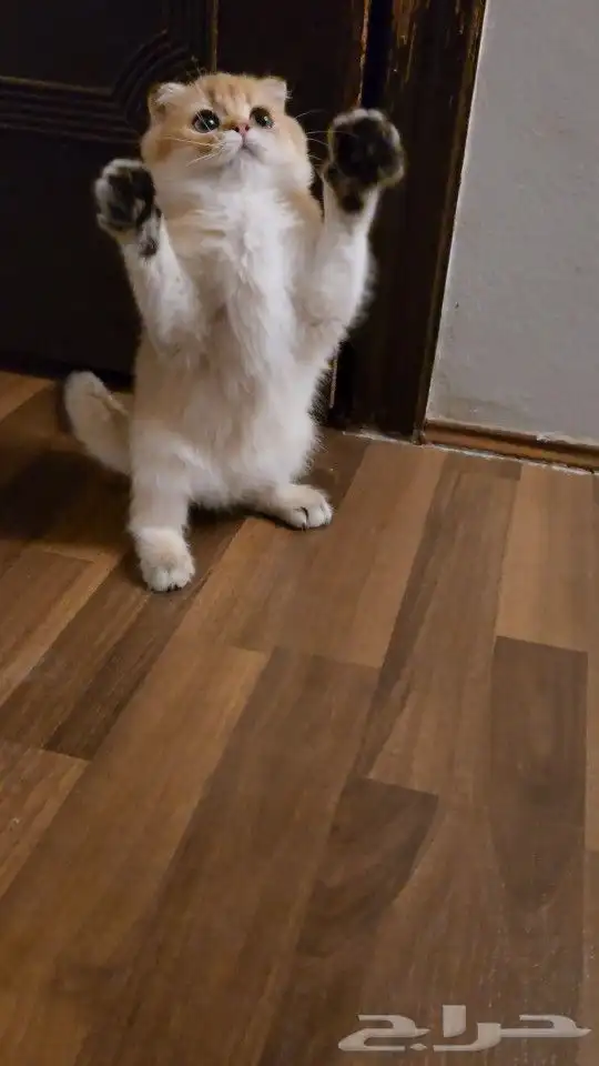 كتن سكوتش دبل فولد ( إمكانية التسجيل ) تم البيع 1