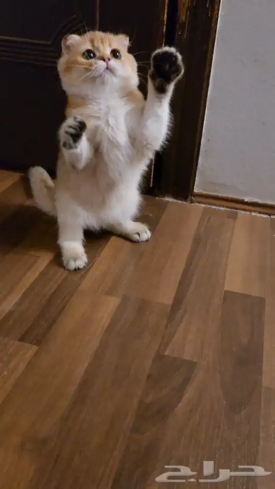 كتن سكوتش دبل فولد ( إمكانية التسجيل ) تم البيع 2