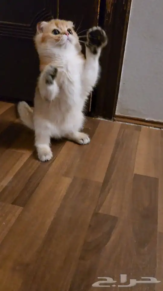 كتن سكوتش دبل فولد ( إمكانية التسجيل ) تم البيع 3