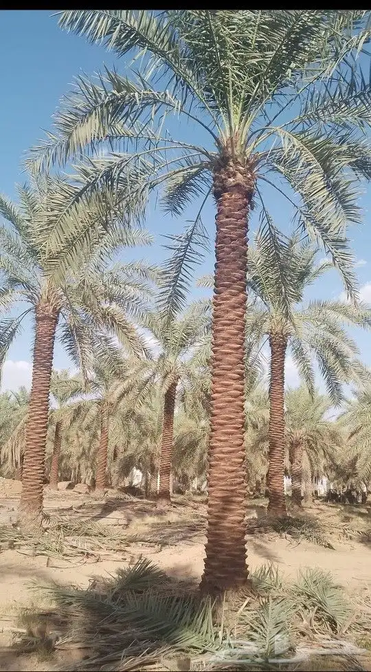توريد وزرع النخيل الامريكي والنخل العربي با احود انواعه 3