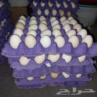 بيض بط مشكل مخصب 0