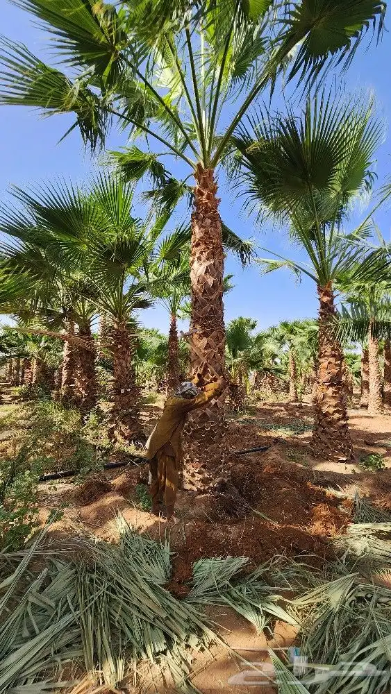 نخل جثايث للبيع نخل واشنطن أمريكي للبيع نخل واشنطني 5
